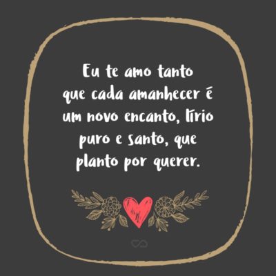 Frase de Amor - Eu te amo tanto que cada amanhecer é um novo encanto, lírio puro e santo, que planto por querer.