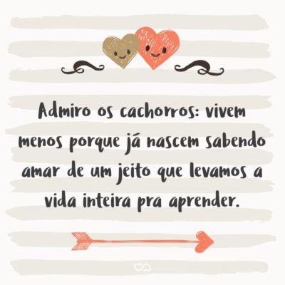 Frase de Amor - Admiro os cachorros: vivem menos porque já nascem sabendo amar de um jeito que levamos a vida inteira pra aprender.