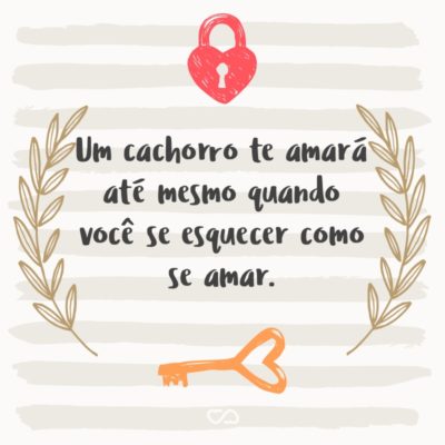 Frase de Amor - Um cachorro te amará até mesmo quando você se esquecer como se amar.