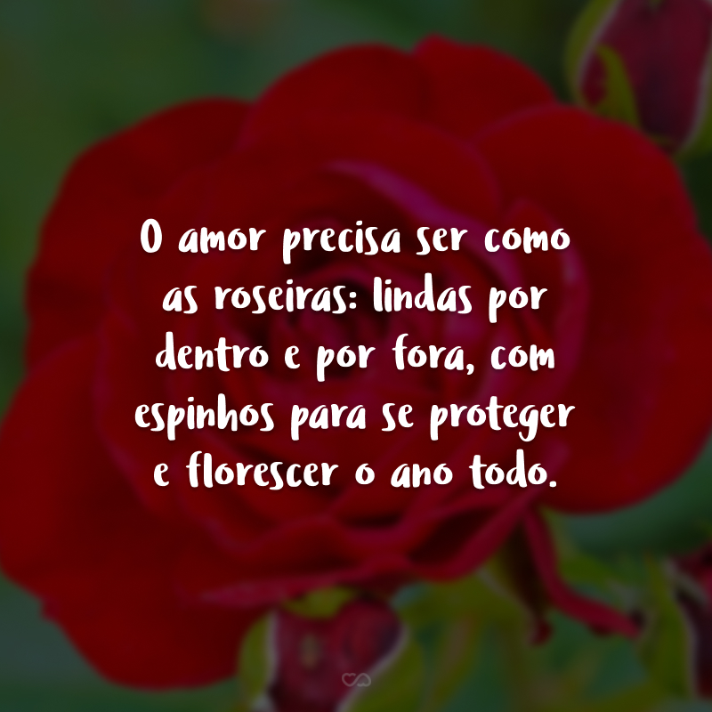 O amor precisa ser como as roseiras: lindas por dentro e por fora, com espinhos para se proteger e florescer o ano todo.