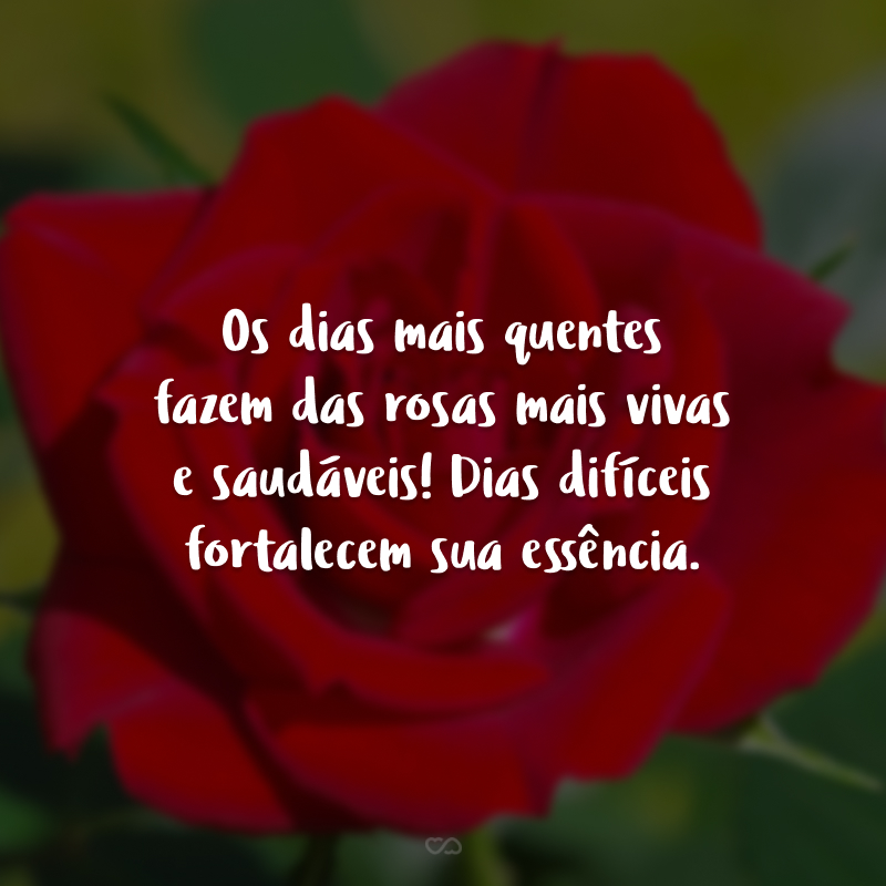 Os dias mais quentes fazem das rosas mais vivas e saudáveis! Dias difíceis fortalecem sua essência.