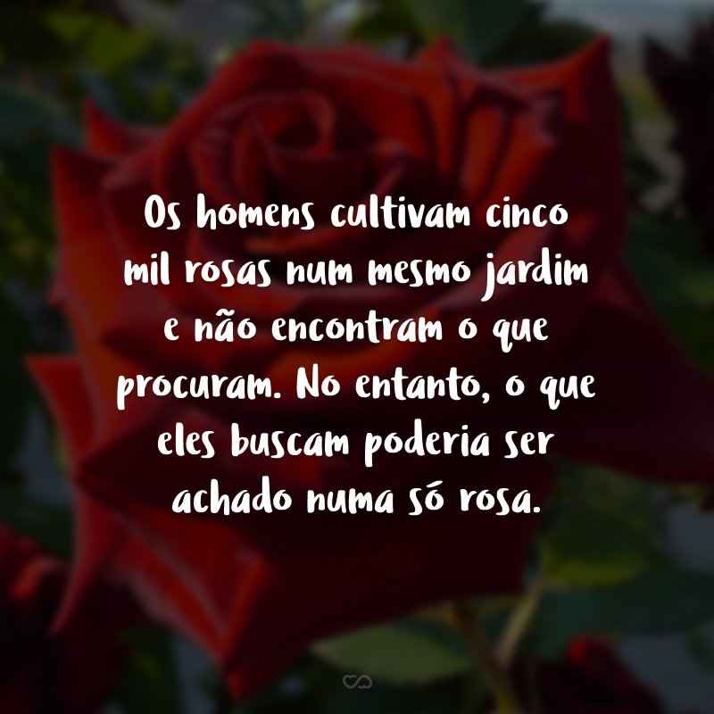 Os homens cultivam cinco mil rosas num mesmo jardim e não encontram o que procuram. No entanto, o que eles buscam poderia ser achado numa só rosa.