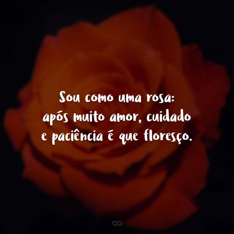 Sou como uma rosa: após muito amor, cuidado e paciência é que floresço.